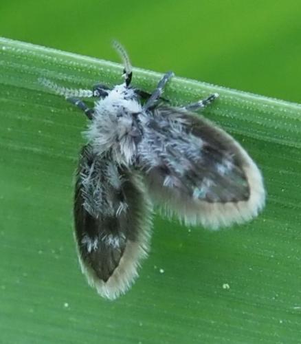 Réf. 328 411 : Panimerus sp.